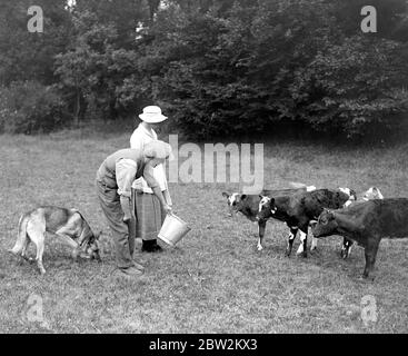 Lady Angela Forbes an ihrem Silver Badge Farm für behinderte Soldaten in Brentwood, Essex. 27 Juni 1919 Stockfoto