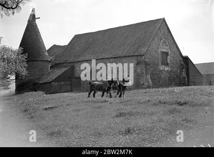 Pferde auf einem Feld vor einer Scheune Kirche mit Oast Haus / Hopfenofen. März 1934 Stockfoto