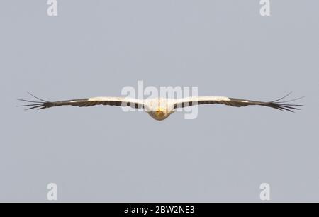 Ägyptischer Geier (Neophron percnopterus) in Rajasthan, Indien Stockfoto