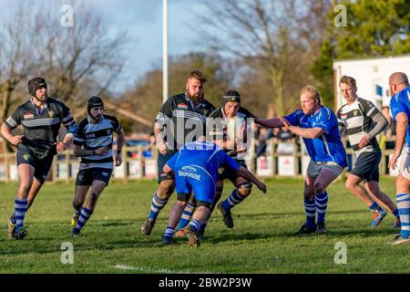 Rugby-Spieler, die den Ball tragen, hocken sich, um einen angriffenden Spieler abzustoßen. Eastern Counties Rugby Union Spiel in Lowestoft Stockfoto