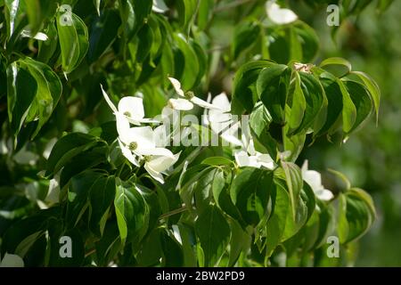 Nahaufnahme des Cornus kousa auch japanisches Hundsholz in Blüte genannt Stockfoto