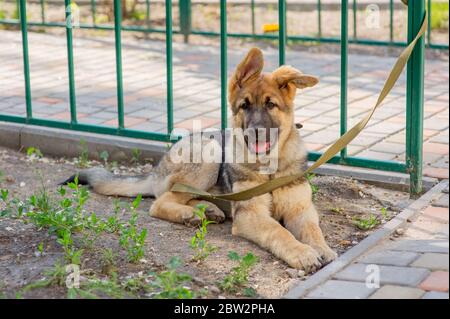 Shepherd Portrait. Europäischer Schäferhund-Welpe. Hund für einen Spaziergang Stockfoto