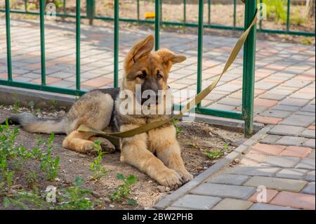 Shepherd Portrait. Europäischer Schäferhund-Welpe. Hund für einen Spaziergang Stockfoto