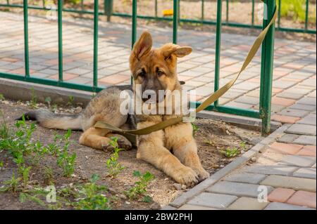 Shepherd Portrait. Europäischer Schäferhund-Welpe. Hund für einen Spaziergang Stockfoto