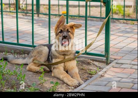 Shepherd Portrait. Europäischer Schäferhund-Welpe. Hund für einen Spaziergang Stockfoto