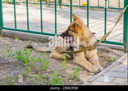 Shepherd Portrait. Europäischer Schäferhund-Welpe. Hund für einen Spaziergang Stockfoto