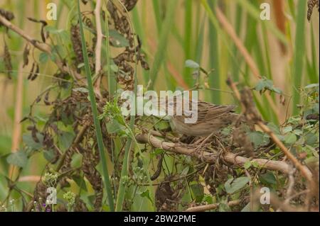 Grasbüchsensackläufer (Locustella naevia) in Kheda, Gujarat, Indien Stockfoto