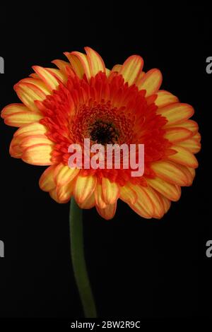 Orangefarbene Gerbera Blume auf schwarzem Hintergrund. Florale Tapete. Makrofoto. Nahaufnahme. Stockfoto