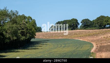 Feld im Chess River Valley zwischen Chorleywood und Sarratt, Hertfordshire, Großbritannien. Fotografiert an einem klaren Tag Ende Mai. Stockfoto