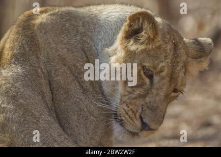 asiatischer Löwe (Panthera leo) Stockfoto