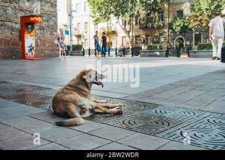 Ein Straßenhund in Tiflis, Georgien. Die Stadt hat viele Straßenhunde, von denen die meisten geimpft und sterilisiert wurden, wie durch den Kunststoff-Ohranhänger bezeichnet Stockfoto