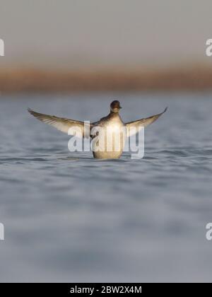 Schwarzhalsgrebe (Podiceps nigricollis) in Narara, Marine National Park, Jamnagar, Gujarat, Indien Stockfoto