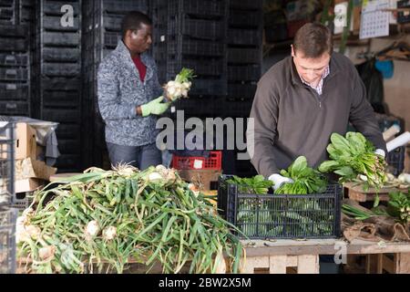 Zwei Arbeiter schälen, sortieren Zwiebeln und Spinat in einem Gemüseladen Stockfoto