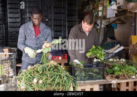 Landarbeiter in der Vorbereitung frisch gepflückten grünen Spinat und Zwiebeln zum Verkauf, Schälen und Sortieren von Bio-Gemüse beschäftigt Stockfoto