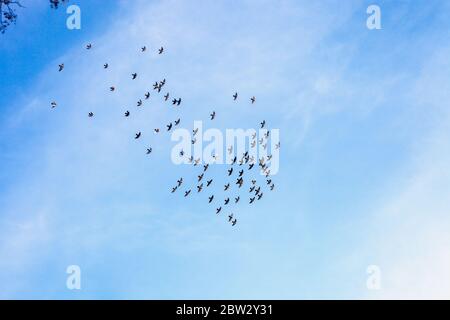 Die Herde von Brieftauben fliegt hoch in blauem Himmel. Silhouette der Tauben Vögel fliegen Stockfoto