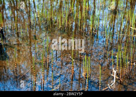 Grünes Sumpfgras (Sumpfschachtelhalm) im Wasser mit Reflexen des Himmels Stockfoto