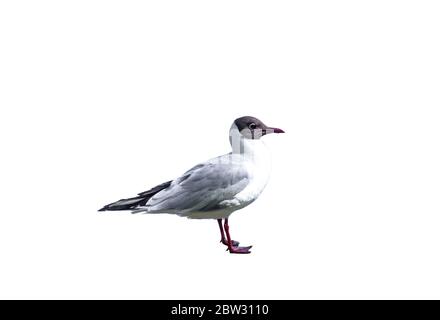 Schwarzkopfmöwe isoliert auf weißem Hintergrund. Chroicocephalus ridibundus Vogel ausgeschnitten Stockfoto