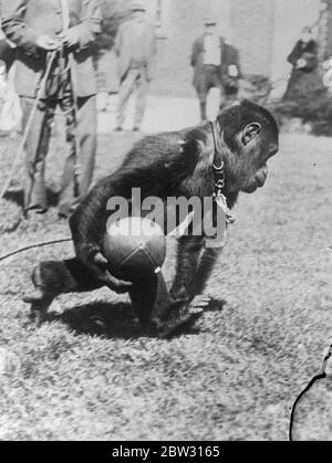 Gorilla trägt einen amerikanischen Fußball. Bis 12. August 1932 Stockfoto