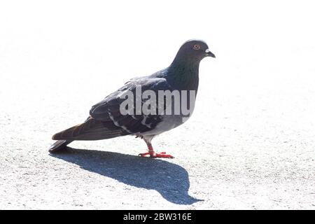 Graue Taube auf dem Pflaster mit Schatten. Columba livia domestica Vogelansicht Stockfoto