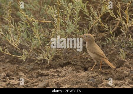 Asiatischer Wüstengrasmücke (Sylvia nana) bei Little Rann of Kutch, Gujarat, Indien Stockfoto