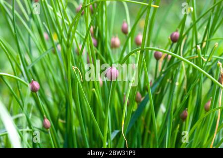 Rosafarbene Knospen von Zwiebeln wachsen im Frühlingsgarten. Schnittlauch im Begriff zu blühen, Sonne Licht Tag Stockfoto