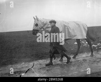 Mackintoshes für Stadt und Vorstadtkandidat bei Epsom. Sprint Herr Arthur Boxall ' s Kandidat für die Stadt und Suburban Rennen der Epsom Frühjahrstagung, ist mit einem riesigen mackintosh bedeckt, um ihn trocken zu halten, während das Training auf den Tiefen. Sprint in seinem riesigen mackintosh auf die Downs Training bedeckt. 16 April 1932 . Stockfoto