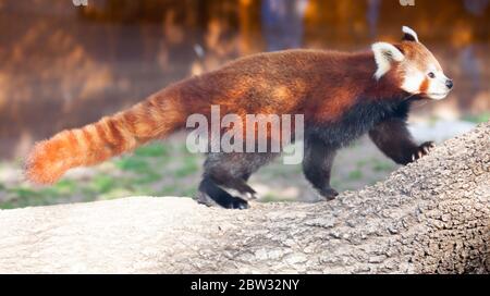 Long tailed flauschigen roten Panda zu Fuß entlang dicken Baumzweig im Zoo Stockfoto
