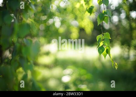 Grüne Birke Blätter an Ästen im sonnigen Garten Stockfoto