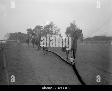 Neuer Epsom Trainer beginnt die Arbeit für die großen Rennen. Eine Lizenz zum Zug wurde gerade von der Jockey Club Herrn Arthur S Boxall , ein bekannter North London Estate Agent , der in Epsom gelebt hat und besaß Pferde für eine Reihe von Jahren gewährt. Herr Boxall führt seine Trainingsarbeit in den sehr frühen Morgenstunden und hat einige wahrscheinlich Kandidaten in Vorbereitung auf die großen Rennen in diesem Sommer , einschließlich Sprint , der in der Stadt und im Vorburban engagiert . Herr Arthur Boxall auf Sprint, führt seine Zeichenfolge in der frühen Morgenstunden Training auf Epsom Downs, Surrey. April 1932 Stockfoto