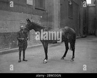 Mann mit seinem Pferd für besondere Bestellung verwendet. Allie Sloper . 27 Juli 1932 Stockfoto