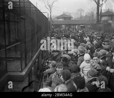 Urlaub im Zoo . Riesige Menschenmengen drängten am Feiertagsmontag in den Londoner Zoo. Die Menschenmengen rund um den Affenkäfig im Zoo , am Ostermontag . 28 März 1932 Stockfoto