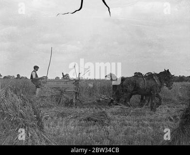 Rennen in Essex. Die Bauern in Essex sind in einem dramatischen Wettlauf gegen die Zeit unter Ausnutzung der feinen Zauber des Wetters engagiert, um ihre Mais und andere Kulturen zu ernten. An manchen Stellen musste das Erntedank von Hand geerntet werden, da Stürme den Weizen über große Flächen auf den Boden gelegt haben. Ernte Weizen bei Margaret Roding , in Essex . August 1932 Stockfoto