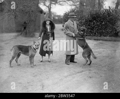 Sir Malcolm Campbell kehrt in sein Haus in Surrey zurück. Sir Malcolm Campbell, begleitet von seiner Frau und seinem Sohn, fuhr von Southampton nach Horley, Surrey, nach seiner Ankunft auf der SS Aquitania aus Amerika, Wo er einen neuen Welt Land Geschwindigkeitsrekord von 272.108 Meilen pro Stunde in seinem berühmten Bluebird Auto in Daytona Beach, Florida. Sir Malcolm Campbell wird von seinem Hund Caesar in seinem Haus in Horley, Surrey begrüßt. März 1933 Stockfoto