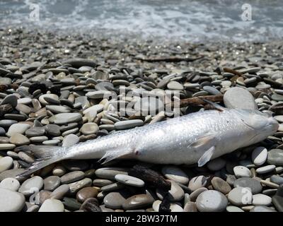 Die tote Meeräsche (Mugil) am Ufer des Meeres, die Fische ohne die äußeren Verletzungen. Tod der Fische infolge der Verschmutzung des Meerwassers Stockfoto