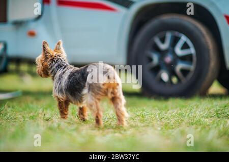 Urlaub Road Travel mit Hund. Australian Silky Terrier und Camper Van im Hintergrund. Stockfoto