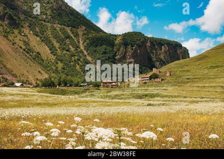 Schafgarben-Blüten überlaufen ein Feld im Truso-Tal, Kazbegi, Georgien. Ein kleines Bauernhaus kann auf dem Hügel gesehen werden Stockfoto