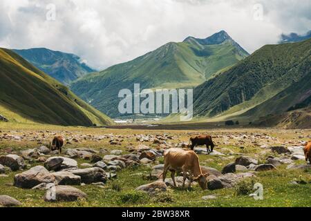 Rinder weiden zwischen Felsen im Truso Tal, Region Kazbegi, Georgien Stockfoto