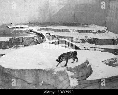 Rani der Whipsnade Tiger im Spiel. Rani, der Tiger im Whipsnade Zoo, genießt ein Spiel mit einem Pinsel, den ihm sein Pfleger gegeben hat, in der schneebedeckten Anlage bei Whipsnade. 21. Februar 1933 3 30er, 30er, 30er, 30er, 30er, 30er, 30er, 30er Stockfoto