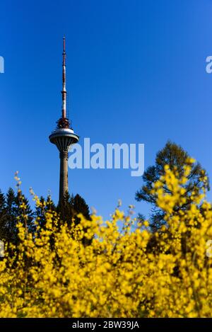 Tallinn, Estland - 25. April 2020: Blick auf den Fernsehturm durch gelbe Blumen auf dem Busch Stockfoto