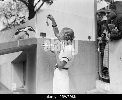 Famus ungarische Musical-Comedy-Schauspielerin in London . Die schöne Lillian Starr, berühmte Budapester Musical-Comedy-Schauspielerin zu Besuch der Pinguine im Londoner Zoo. 24 Juli 1935 Stockfoto