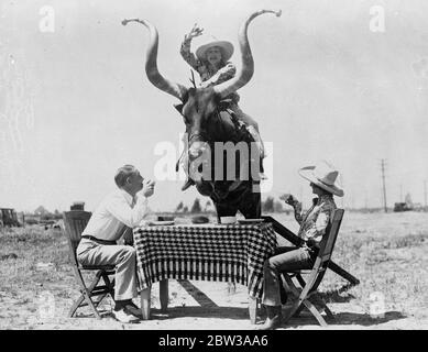 Klar zu lenken, nur. Dieses Mittagessen Partei in Burbank, Kalifornien, muss das Fleisch natürlich denken, Ankunft auf dem HUF in Form eines Longhorn, ein wenig spät bedenkt, dass sie bereits die Teetappe Stadium ihrer Mahlzeit erreicht haben. Die Reiterin ist Miss Mabel Strickland. 19. April 1934 Stockfoto