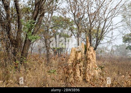 Afrika, Westafrika, Togo, Kara, Sarakawa. Ein Termitenhügel, der aus dem Boden im Sarakawa Park steigt. Stockfoto