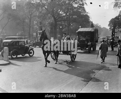 Life guards Pony Maskottchen bekommt einen Aufzug in Pferd gezogenen Wagen durch Hyde Park , London . Oktober 1934 . Stockfoto