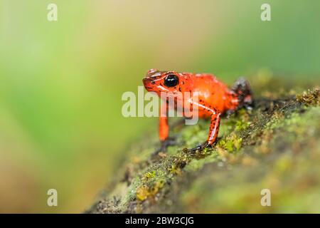 Erdbeer-Poison-Dart-Frosch (Oophaga pumilio), früher Dendrobate pumilio) in Costa Rica Stockfoto