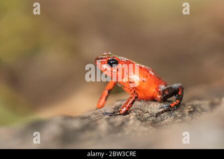 Erdbeer-Poison-Dart-Frosch (Oophaga pumilio), früher Dendrobate pumilio) in Costa Rica Stockfoto