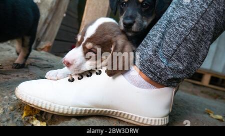 Schwarz-weiße Welpen spielen mit weißen Schnürsenkeln. Stockfoto