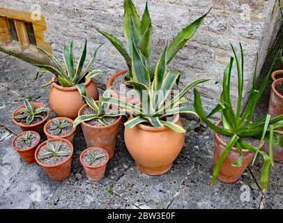 Eine Gruppe von Terracotta-Töpfen gegen eine alte Steinmauer in einem englischen Landgarten. Stockfoto