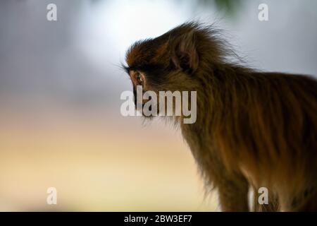 Afrika, Westafrika, Togo, Kara, Sarakawa. Porträt eines Affen im Sarakawa Park. Stockfoto