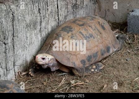 Nahaufnahme längliche Schildkröte oder Indotestudo Elongata auf dem Boden Stockfoto