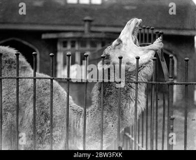 Baby Kamel im London Zoo. Februar 1935 Stockfoto